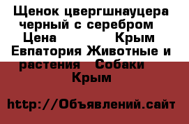 Щенок цвергшнауцера черный с серебром › Цена ­ 20 000 - Крым, Евпатория Животные и растения » Собаки   . Крым